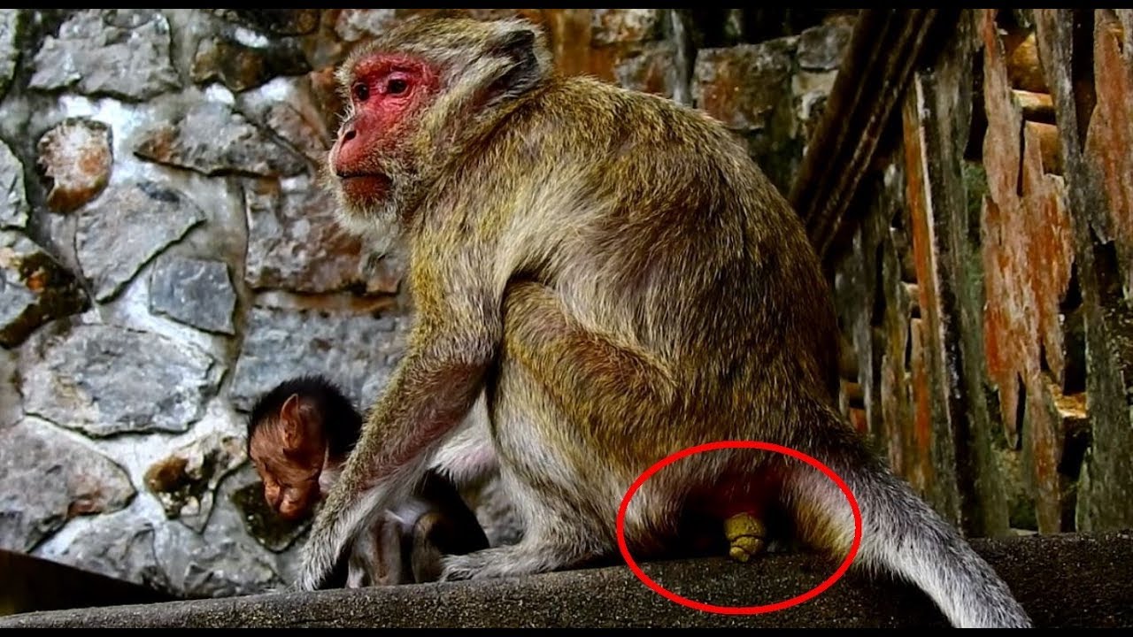 first foundry Abigail Mummy Try Hard To Protect baby Heidi From Others Attacking When Eating Food
