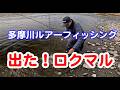 多摩川のルアーフィッシング