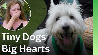 Tiny Dogs With The Biggest Hearts | The Dog House 🐶