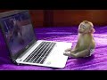 OhGod!! Moly Watch Video Till Asleep | Most Adorable &amp; Obediently Baby Monkey