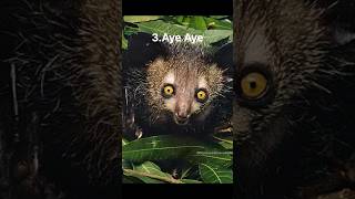 5 mysterious creatures | #mystery #creaturefacts #viral #shorts #viral #facts #wildlife #todaynews