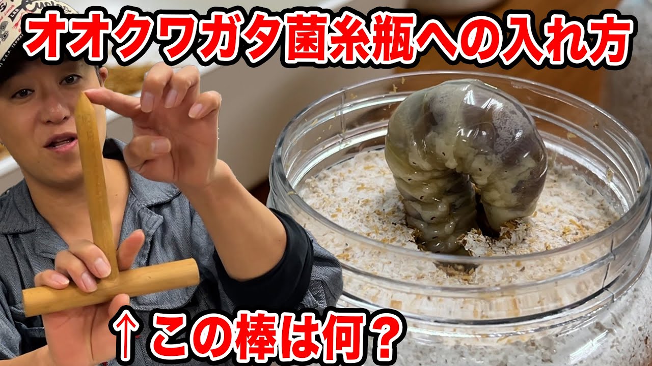 【オオクワガタ採集の教科書④】菌糸ボトルに変な棒で穴を開けると…？
