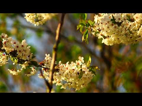 Bumblebee on a cherry tree