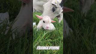 Nuage chèvre miniature blanche et son petit aussi blanc qu&#39;elle 😊  #lelevagedoxyne #goat #puppy