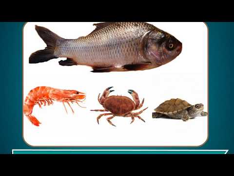 நீர்வாழ் விலங்குகள் - அறிவியல் வகுப்பு 4