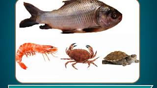 Aquatic Animals - Science Class 4