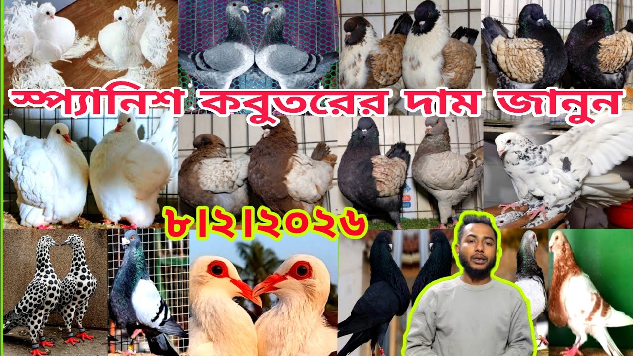 কালো স্প্যানিশ কবুতরের দাম জানুন।। সবচেয়ে বড় ফেন্সি কবুতরের খামার।। সজীব ভাই কবুতরের খামার