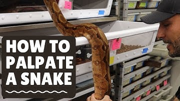 Are Your Snakes Ready to Breed? How to Palpate your Snake.