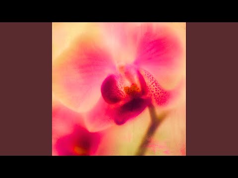 orchid