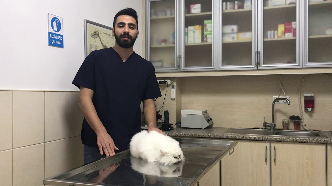 Kedi Ve Kopeklerde Tuy Dokulmesine Kesin Cozum Mutlaka Izleyin Youtube