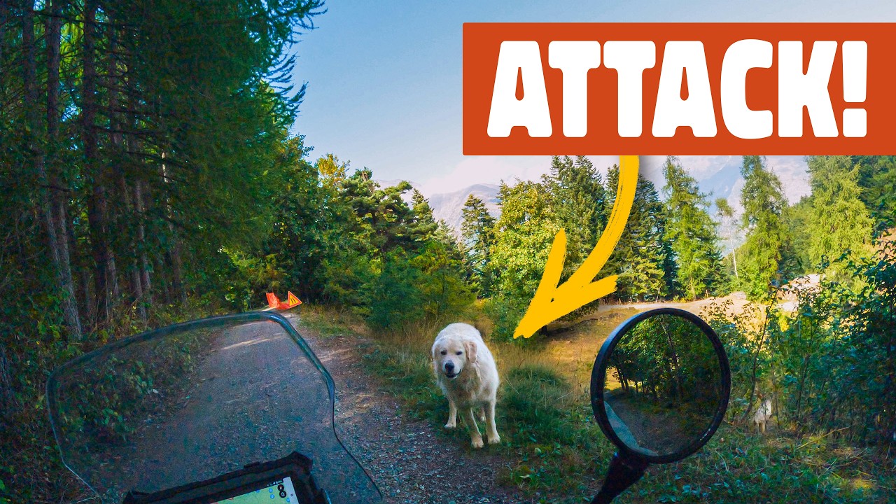 These AGGRESSIVE DOGS are a real problem 🇮🇹 | S1E113