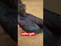ফাইটার মুরগি #foryou #like #love #asil #funny