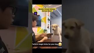Prepare for Uncontrollable Laughter Right Meow! Try Not to Laugh!#funny #cat #dog #viralshorts #fyp