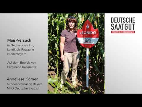 birkenzweig künstlich Künstlicher Birkenzweig kurz 65 cm