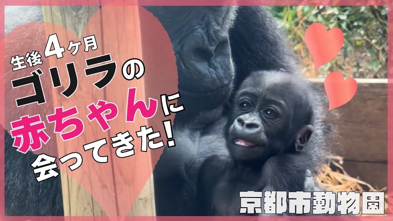 The baby gorilla at Kyoto City Zoo is the talk of the town! It's