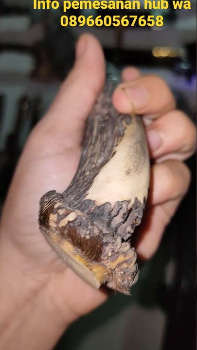 golok damascus dengan gagang tanduk rusa asli, super istimewa #golok #damascus #viral #jual #pedang