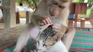 Cute Kitty Mally Very Sleepy While Adorable Monkey Zueii Grooming Her by ZUEII MONKEY 6,665 views 5 days ago 3 minutes, 35 seconds