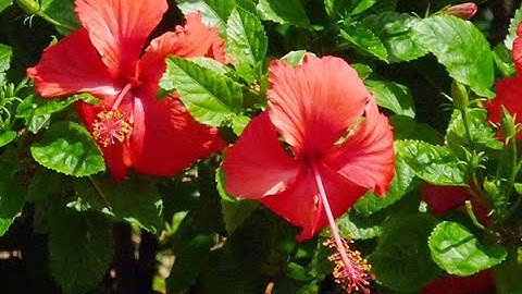 Cây Dâm Bụt và các bài thuốc dân gian