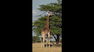 Giraffe Eating Leaves From The Trees
