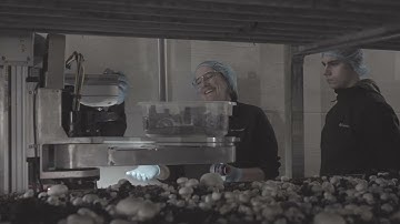Forager HX400 - Robots Picking, Trimming and Packing Mushrooms into Bulk Boxes (2024)