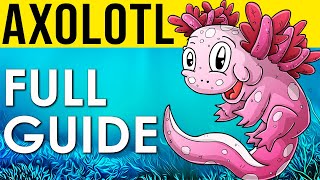 Axolotl Care Guide | All You Need To Know To Take Care Of An Axolotl!