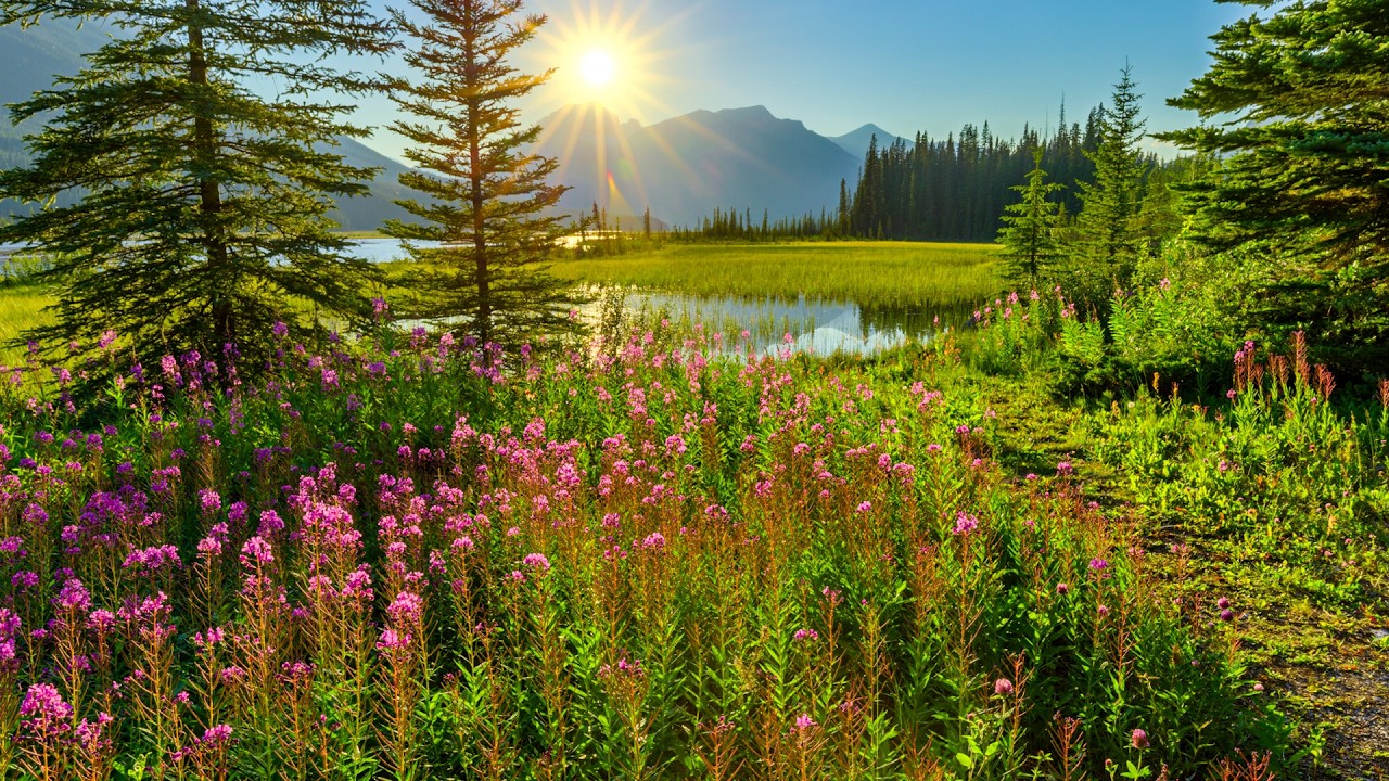 Awakening Spring, Nature's Bouquet, Beautiful Relaxing Music, Peaceful Music by Tim Janis