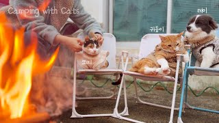 고양이들이랑 캠핑&이발기로 학대 당했던 하얀길고양이 소식 알려드릴게요#길고양이구조#고양이캠핑 by 별별야옹 starlit meow 9,091 views 1 month ago 9 minutes, 49 seconds