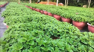  Cúc mâm xôi Hàn(6/10 al) #cucmamxoi #flowers #flowers