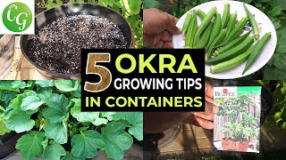Top 5 Okra Growing Tips -  How to grow okra in containers and get LOTS of Okra - Baby Bubba Okra
