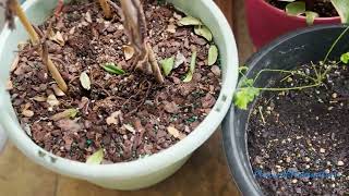 My Houseplants Watering Routine