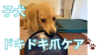 【成長記録】子犬の初めての爪切りに大あわて!?ミニチュアダックスまる🐾20250925 1