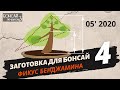 Заготовка для бонсай из фикуса Бенджамина Часть 4 | Май 2020