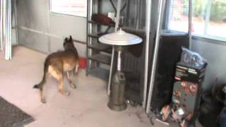 Detection with Mischa: Clove Bud