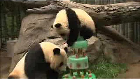 Two Big Birthdays for Giant Pandas at the San Diego Zoo - DayDayNews