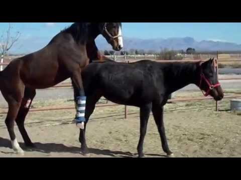 funny-horses-mating