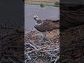 Midday Meal Delivery For Iris At the Hellgate Nest