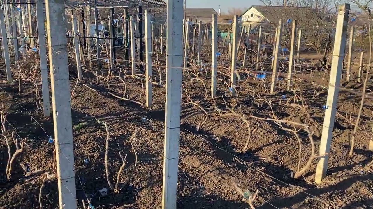 Обработка винограда по голой лозе, против каких болезней вредителей, целесообразность, эффективность