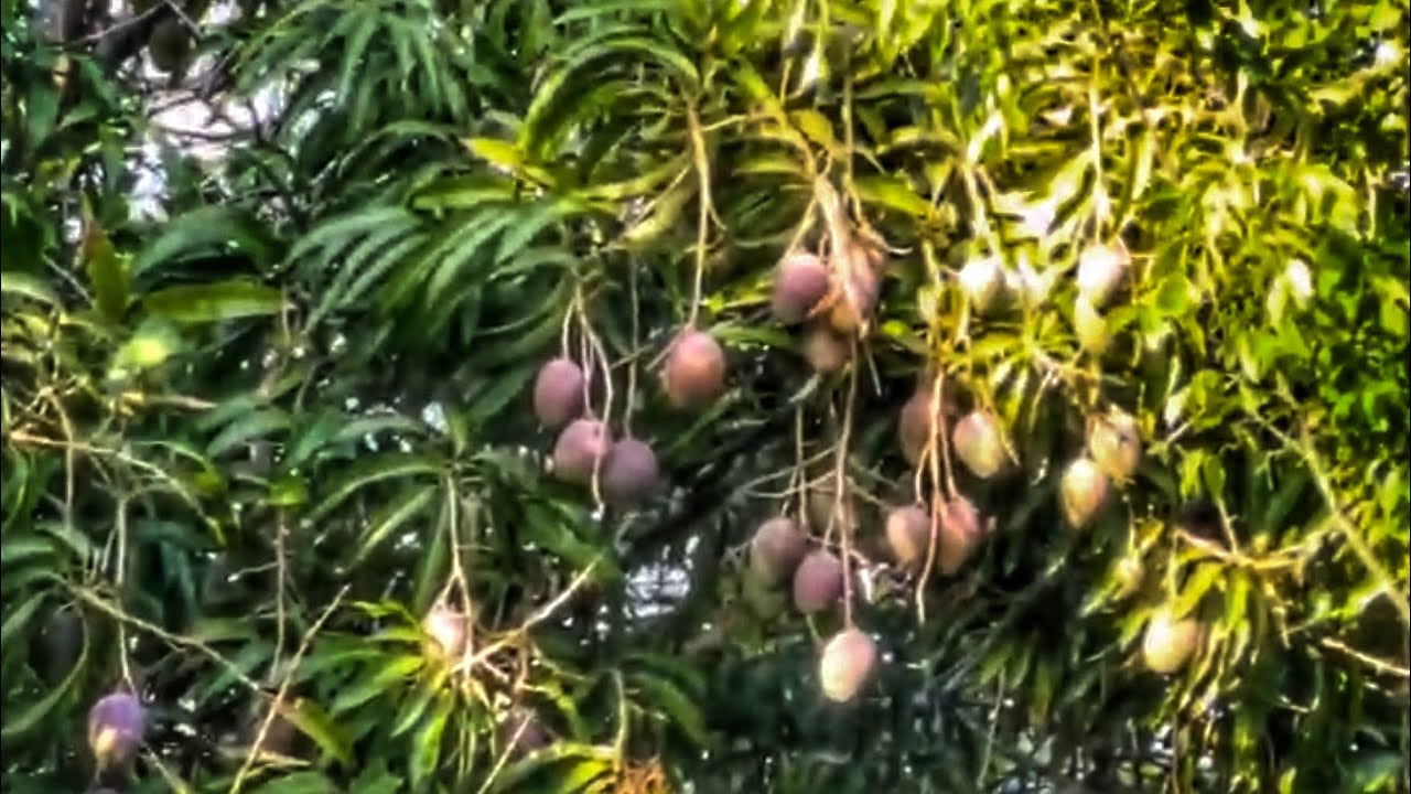 Mangoes & Tequila Key West LIVE YouTube