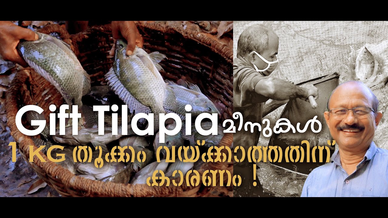 1 Kg ആകുന്ന Gift Tilapia മീനുകൾക്കു തൂക്കം വയ്ക്കാത്തതിന് കാരണം? Gift Tilapia Fish Farming