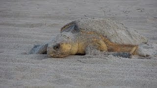 Loggerhead Sea Turtle Sighting Emerald Isle, North Carolina - June 4, 2013
