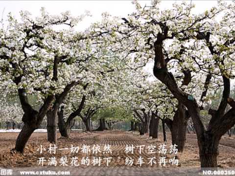 梨花又开放  — menmen