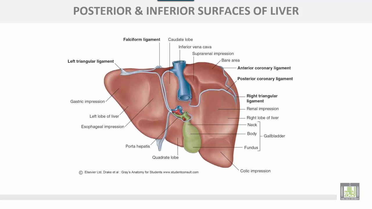 Image result for liver impression
posterior and inferior surfaces of liver