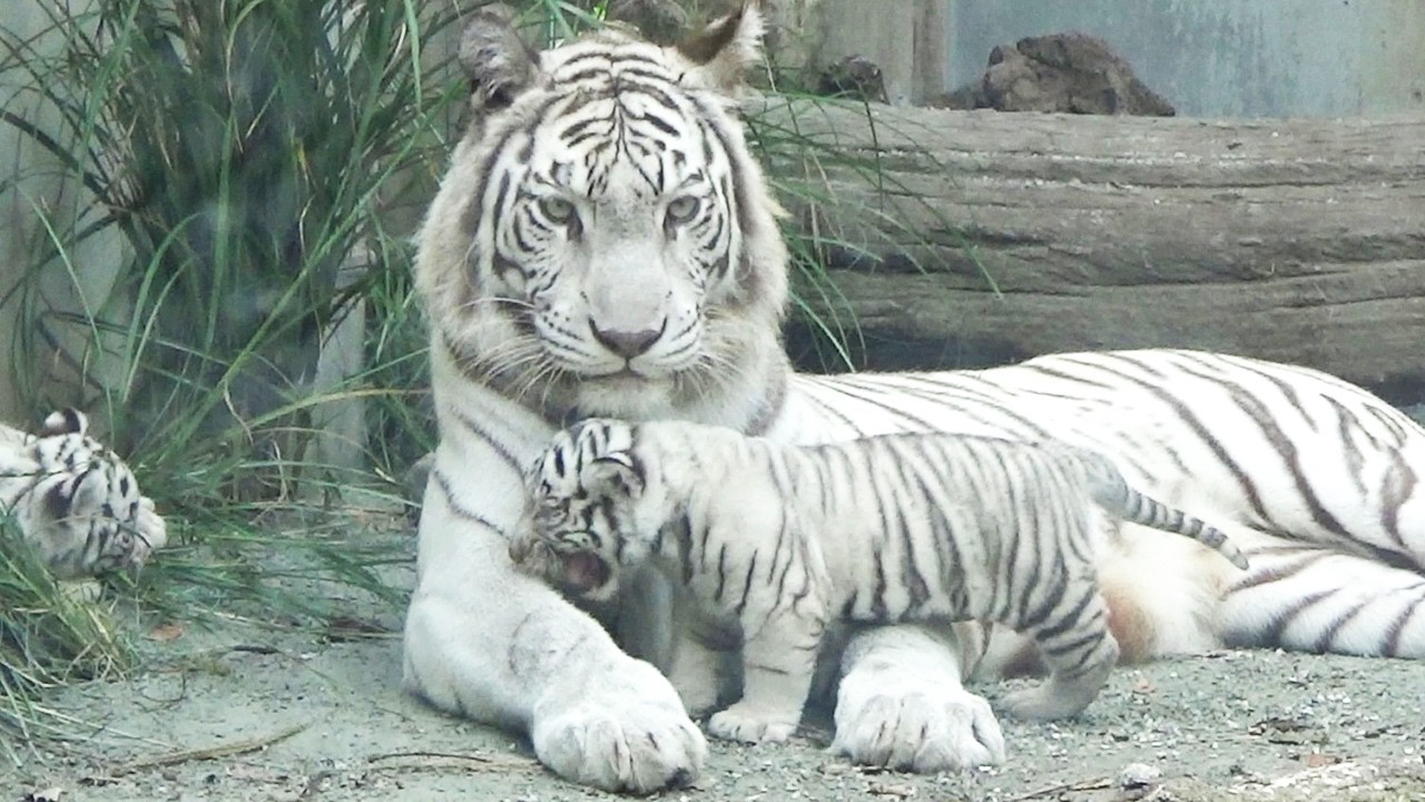 Трогательная встреча ✨ Сигурэ встретил папу, а Цуки утешила мама 😭