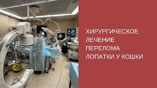 Хирургическое лечение перелома лопатки у кошки