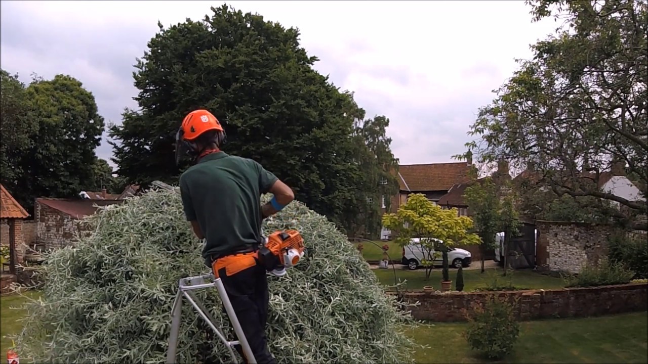 Hedge and pear tree trimming