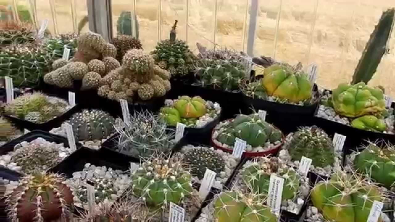 my cacti collection july 2012