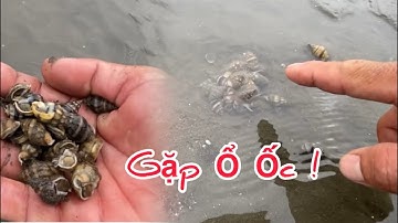 Biển Cần Giờ một ngày đầy Ốc tha hồ mà bắt, bắt mỏi cả tay ! | Như Phạm cuộc sống Cần Giờ |
