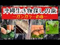 沖縄生き物探しの旅 ガンガラーの谷 ヤモリ トカゲ カタツムリなど 沖縄生き物探しの旅 ガンガラーの谷 ヤモリ トカゲ カタツムリなど