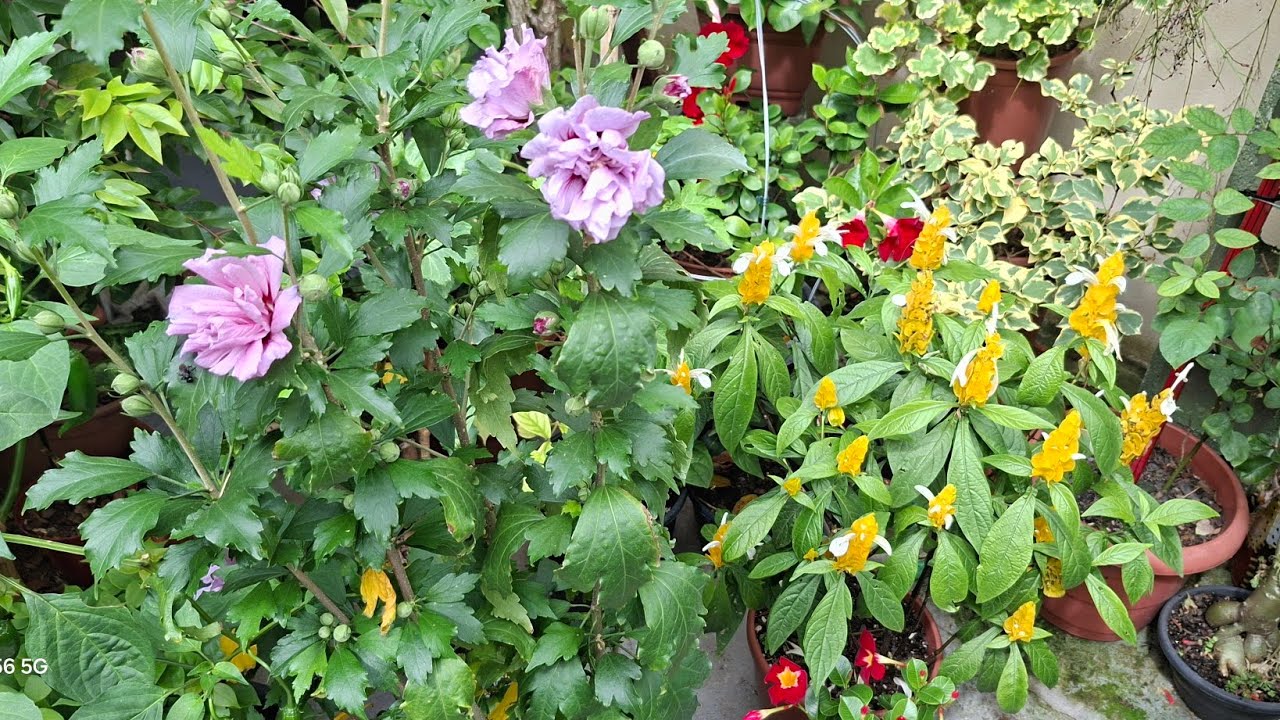 🌞 Plantas que Cultivo em Sol Pleno na Florestinha | Resistentes e Lindas!