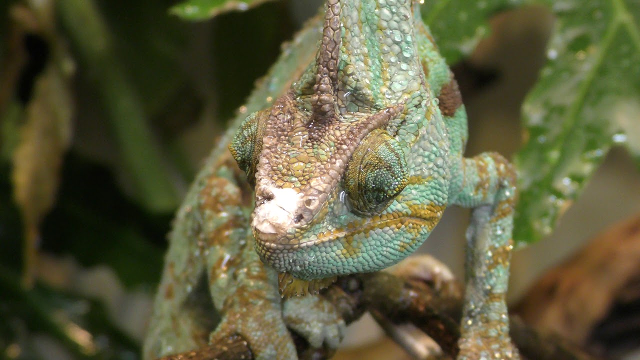 カメレオン Veiled chameleon (KAMINE ZOO, Ibaraki, Japan) December 4, 2018